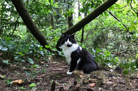 What Breed Is My Tuxedo Cat 5 Ways To Tell Hepper