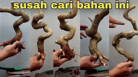 Bahan Bonsai Yang Ditunggu Akhirnya Datang Juga Youtube