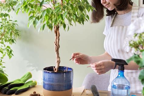 5 Cuidados básicos de un ficus