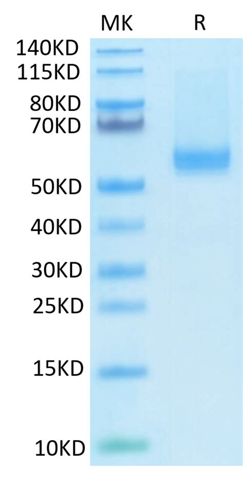 Biotinylated Human Baff Tnfsf B Cd Trimer Protein Recombinant