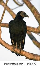 Turkey Vulture Juvenile Stock Photo 41433172 | Shutterstock