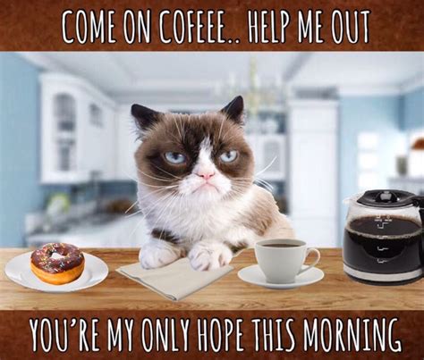 Grumpy Cat Coffee ☕️ Funny Grumpy Cat Memes Grumpy Cat Humor Grumpy Cat