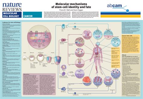 Molecular Mechanisms Of Stem Cell Identity And Fate