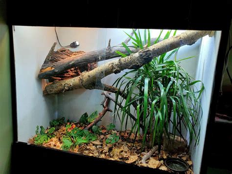 Snake Enclosure Rat Snake Reptile Terrarium Vivarium Enclosures