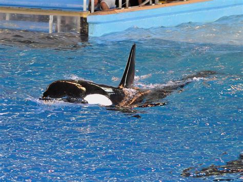 The Online Zoo - Orca
