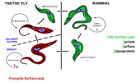 3 Antigenic Variation Slide Set