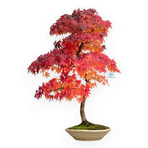 Acer Palmatum Viridis Acero 85 Cm