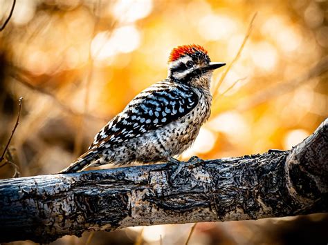 Ladder Backed Woodpecker Bird Facts Dryobates Scalaris Birdfact