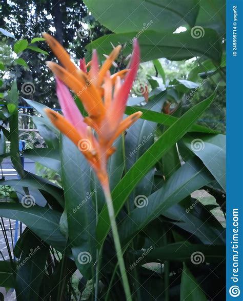 Plantas Ornamentales De Heliconia Foto De Archivo Imagen De