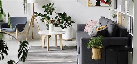 As Cinco Melhores Plantas De Apartamento