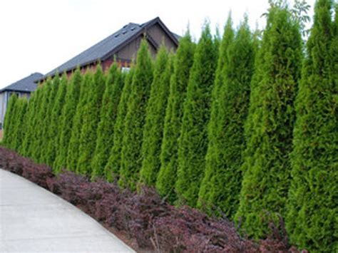 Amazing Ideas To Make Fence With Evergreen Plants Landscaping Https