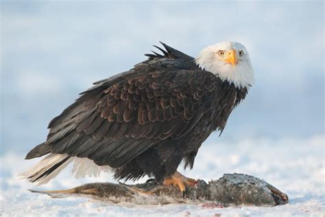 Hasta Para So Solicitante Las Aguilas Que Comen Y Donde Viven Hero Na