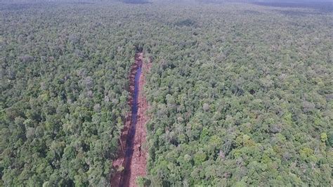 Video orangután se enfrenta a máquina excavadora para defender bosque