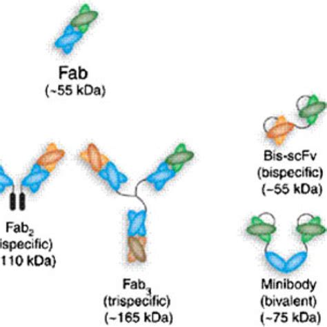 Schematic Representation Of Different Antibody Formats Reproduced With