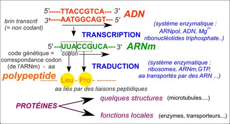 Traduction De L Adn