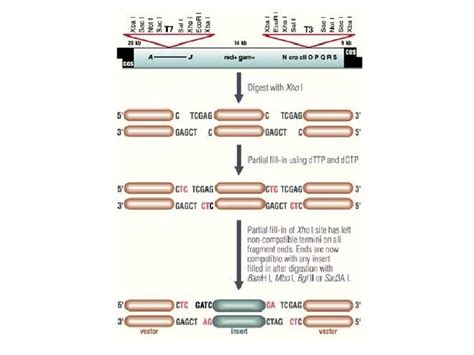 Mapping The Human Genome Genetic Mapping Physical Mapping