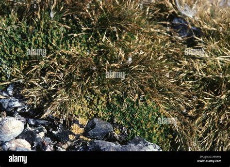 Antarctic Grass