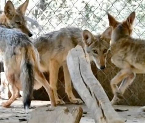 Une Femme Se Trompe Gravement En Secourant Un Chien Errant Maigre Qui