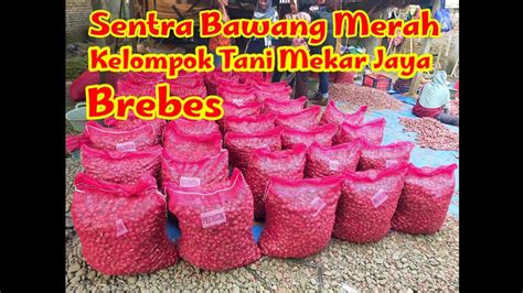 Pasca Panen Bawang Merah Youtube