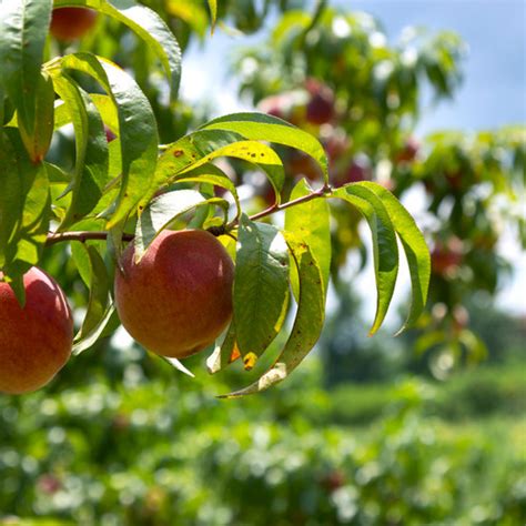 Pesche A Polpa Bianca Silvia Piantedafrutta Italia