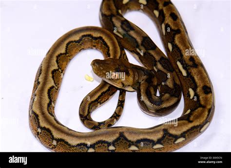 Hermoso Beb Motley Mutaci N Pit N Reticulado Python Reticulatus En