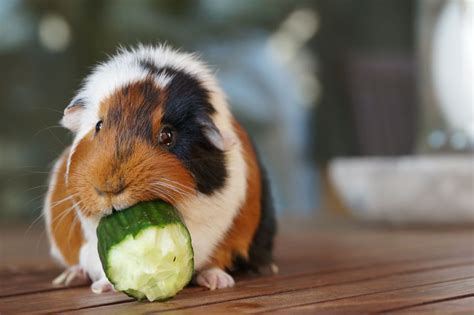 How To Treat The 5 Most Common Guinea Pig Diseases