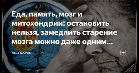 Еда, память, мозг и митохондрии: остановить нельзя, замедлить старение ...