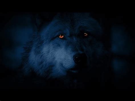 Glowing Wolf Eyes