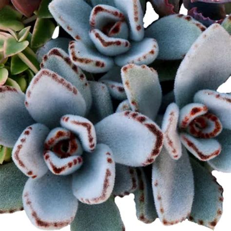 Muda De Suculenta Orelha De Gato Kalanchoe Tomentosa MercadoLivre