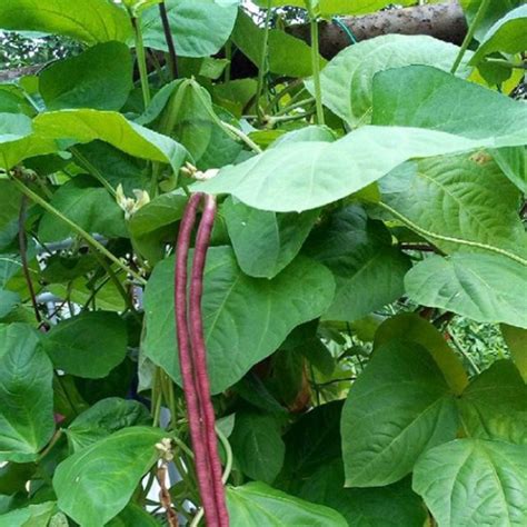 Biji Benij Kacang Panjang Merah Long Red Bean Veggie Seed Benih Sayur