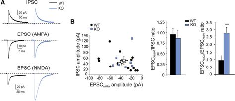 Evoked Excitatory And Inhibitory Currents In Granule Cells A Synaptic