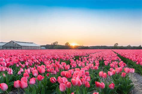 Amsterdam Tulips Wallpapers - Top Free Amsterdam Tulips Backgrounds