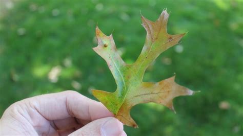 Invasive fungus found in Niagara Falls could do 'widespread' damage to ...