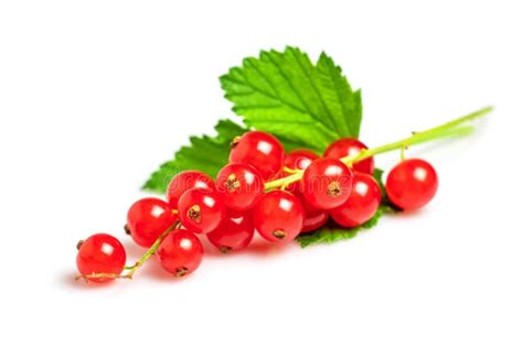 Red Currants With Leaf Isolated On White Stock Photo Image Of