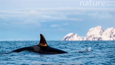 Stock photo of Orca (Orcinus orca) swimming at sea surface with ...