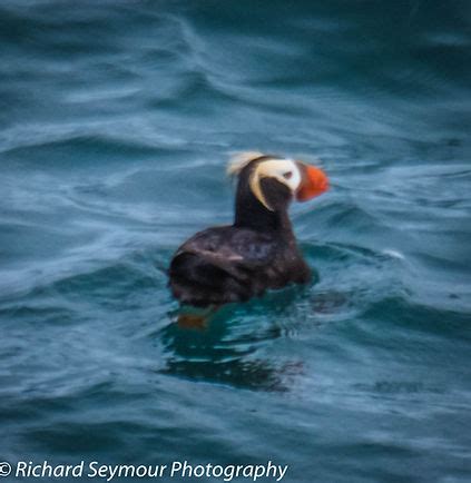 Glacier Bay Wildlife | photography