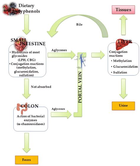 Absorption And Metabolism Routes For Dietary Polyphenols And Their