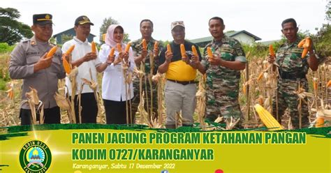 Panen Jagung Program Ketahanan Pangan Kodim Karanganyar