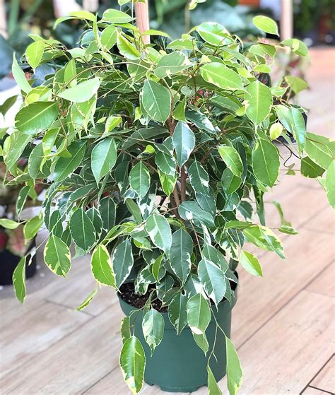 Ficus Benjamina Variegated Weeping Fig Ficus Benji Botaniful