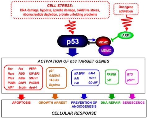 Cell Cycle Control By P The P Expression Is Tightly Regulated By