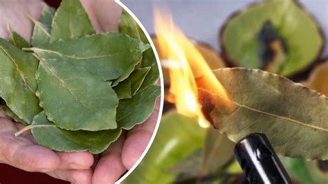 Quemar Una Hoja De Laurel En Casa He Aqu Por Qu Deber As Intentarlo