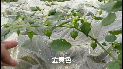 农村这种不起眼的植物，果实一斤能卖16元，大娘靠卖它日赚200元 Youtube