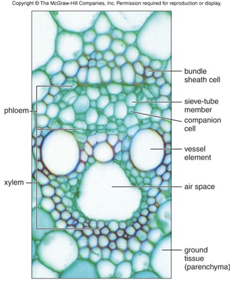 Corn Stem Diagram