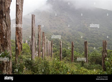 Wooden Steles Of Wisdom Path At The Lantau Island In Hong Kong China