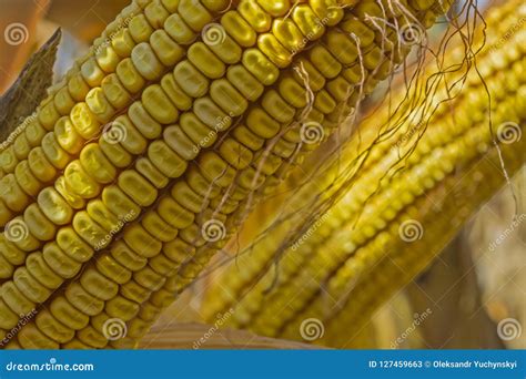 Ripe Corn Cobs In The Field Full Of Large Grain Against The Sky