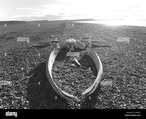 Whale Bones On Beach Hi Res Stock Photography And Images Alamy