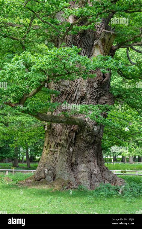 1000 Year Old Oak Tree Hi Res Stock Photography And Images Alamy