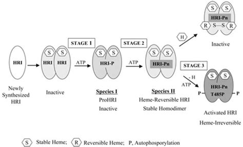 Figure 1 3 From The Heme Regulated Inhibitor Pathway Modulates