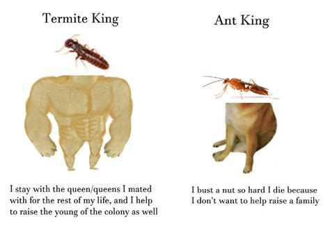 male termite vs male ant : Entomology