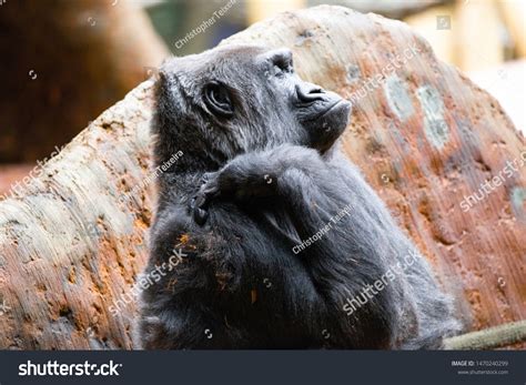 Family Silverback Gorillas Zoo Enclosure Endangered Stock Photo ...